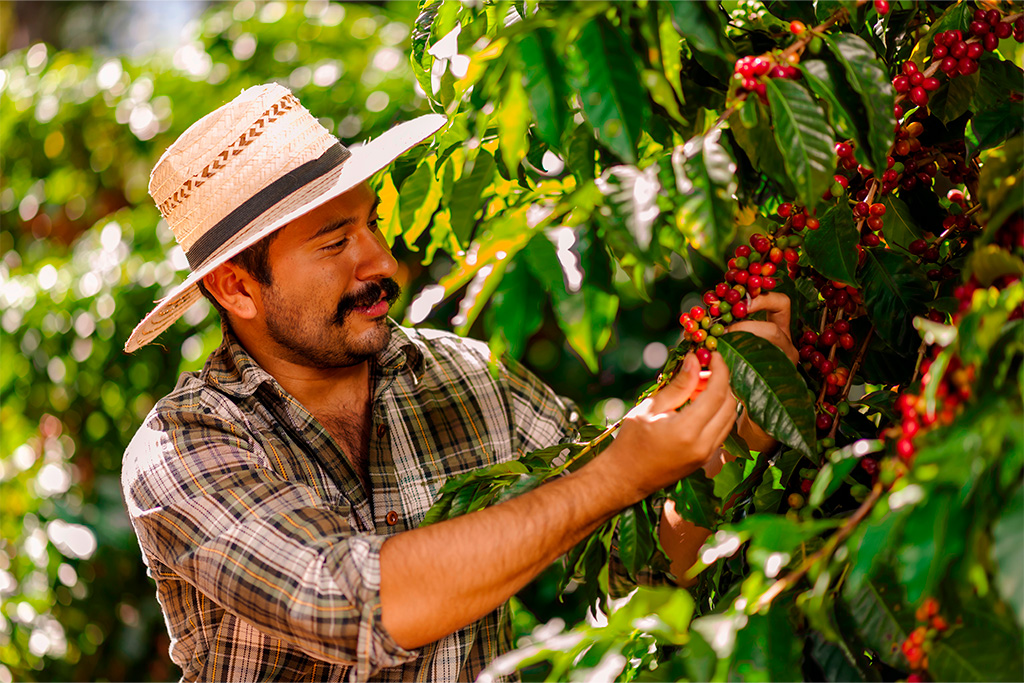 ¡Baja el precio del café en Colombia! Productores y mercado sienten el impacto de la caída